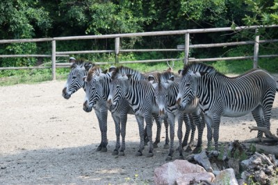 zoo safari2