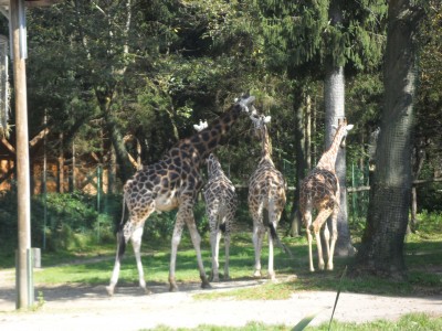 Obisk ZOO Ljubljana