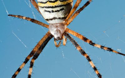 Državno tekmovanje iz znanja biologije za Proteusovo priznanje