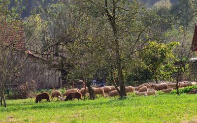 CŠOD RADENCI, 7. D – četrtek