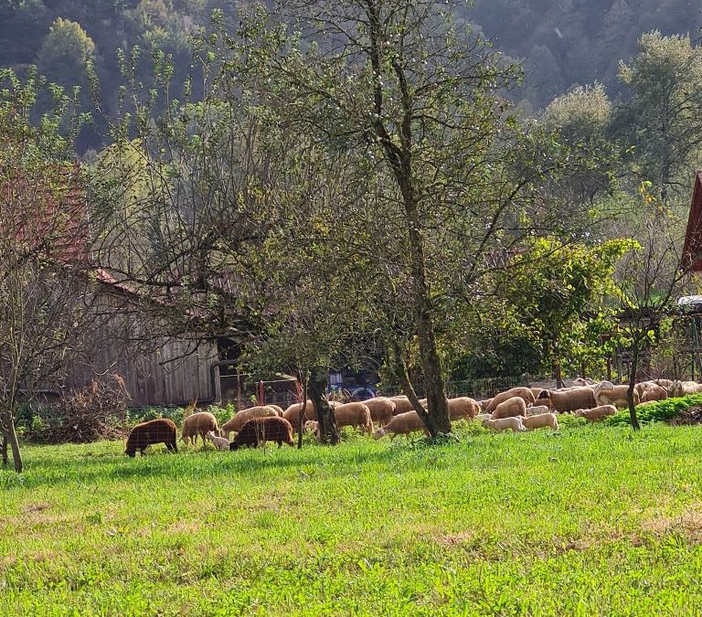 CŠOD RADENCI, 7. D – četrtek