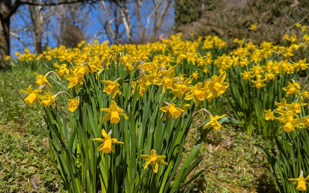 ND – ARBORETUM VOLČJI POTOK